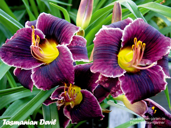 catalog/images/startseite/Tasmanian Devil.jpg